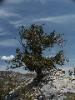 Bristlecone tree, White Mountains, California, USA